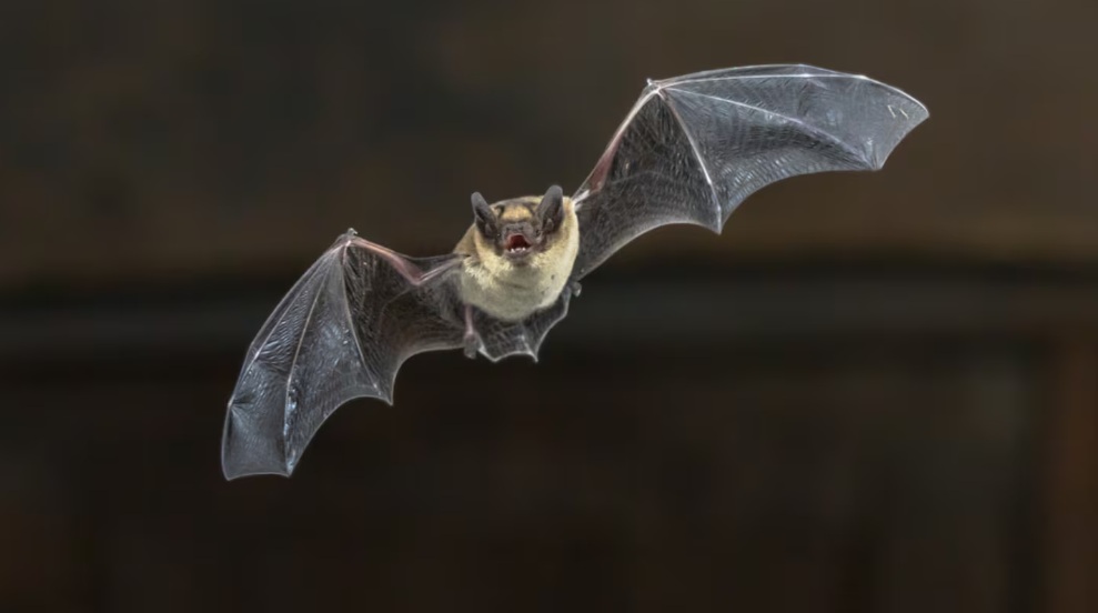 murcielagos buenos aires que hacer